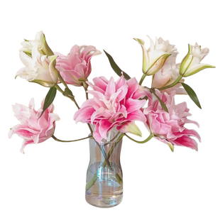 洛神玫瑰花鲜花云南基地直发家用鲜花花瓶插花鲜切花水养花束礼物