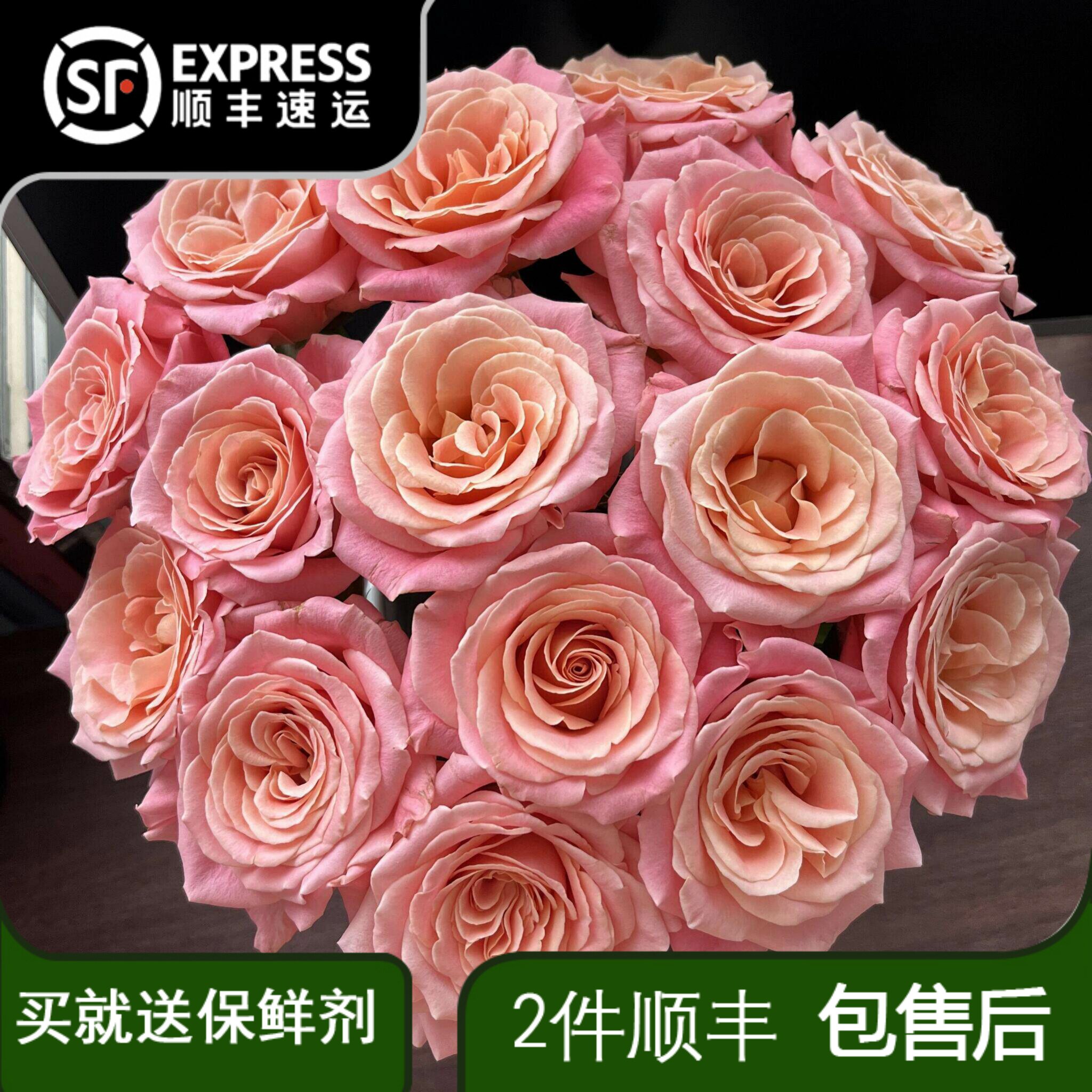 梦幻渐变色系 猪小姐玫瑰花鲜花云南直发昆明基地直批水养鲜切花