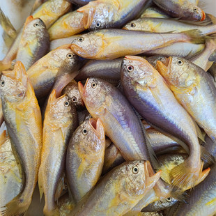 小船新鲜梅子鱼梅童鱼小眼速冻发货
