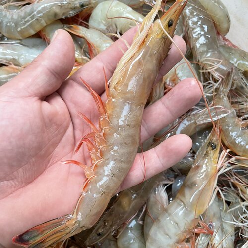 新鲜对虾明虾速冻发货
