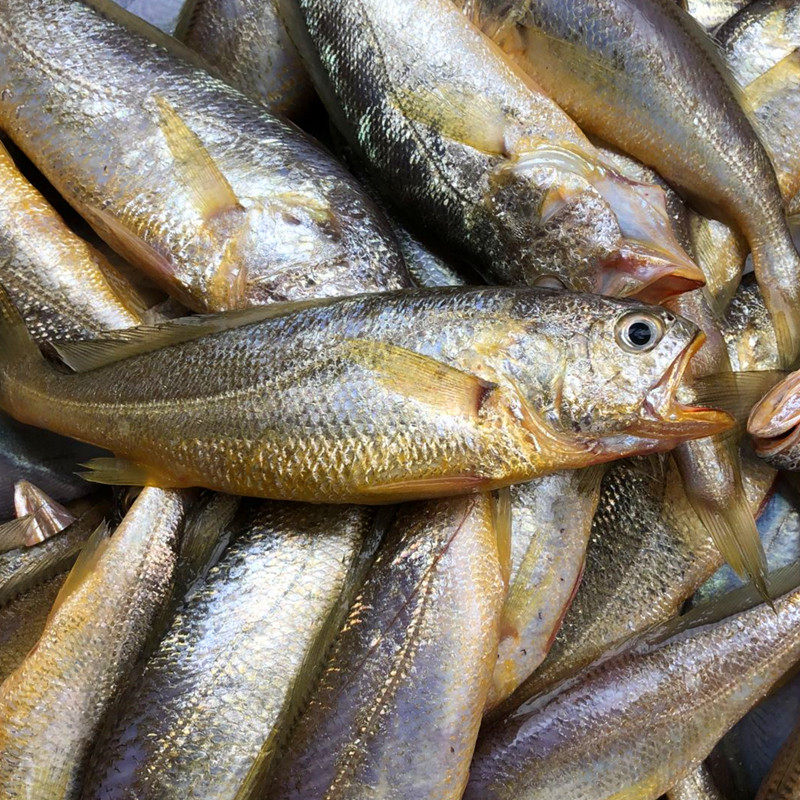 本地小船黄花鱼5斤速冻发货,水产肉类/新鲜蔬果/熟食,黄鱼,淘宝优惠券,粉丝福利购,淘宝优惠卷