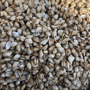 现淘海瓜子肉海鲜贝壳蚬子肉