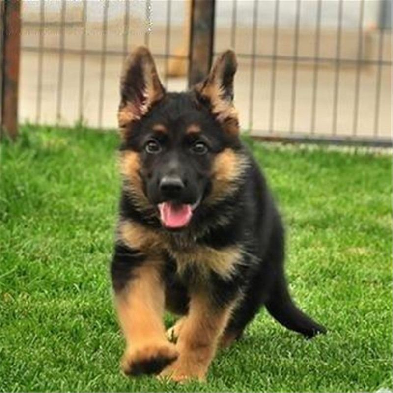 纯种德国牧羊犬幼犬活体黑背弓背警犬小狼狗马犬藏獒大型犬宠物狗|ruв категории животноводства/аквакультура материалов, животноводства/аквакультура услуг, животноводства/аквакультура технического обслуживания - от Buy2taobao.com для оказания профессиональной услуги покупки агента Taobao