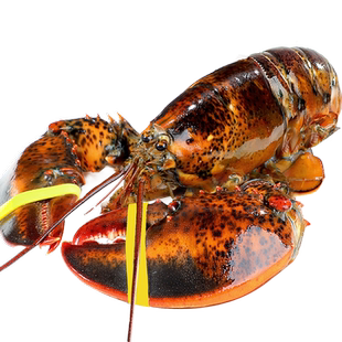 波士顿大龙虾鲜活冷冻澳洲龙虾海鲜水产熟冻奥龙波龙特大龙虾包邮