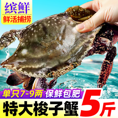 舟山梭子蟹超大！新货！鲜活单冻