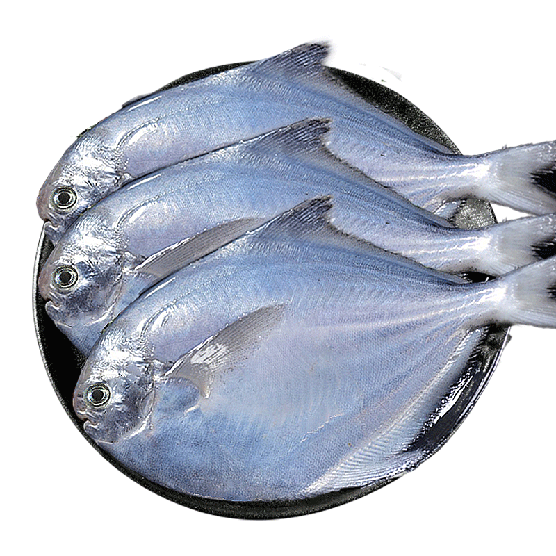 银鲳鱼新鲜冷冻海捕鲜活鲳鱼昌鱼白鱼平鱼鳊鱼海鱼海鲜水产非金鲳