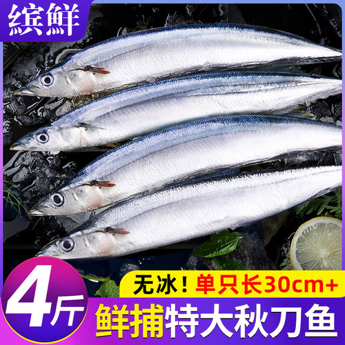 特大号秋刀鱼！新鲜冷冻整箱