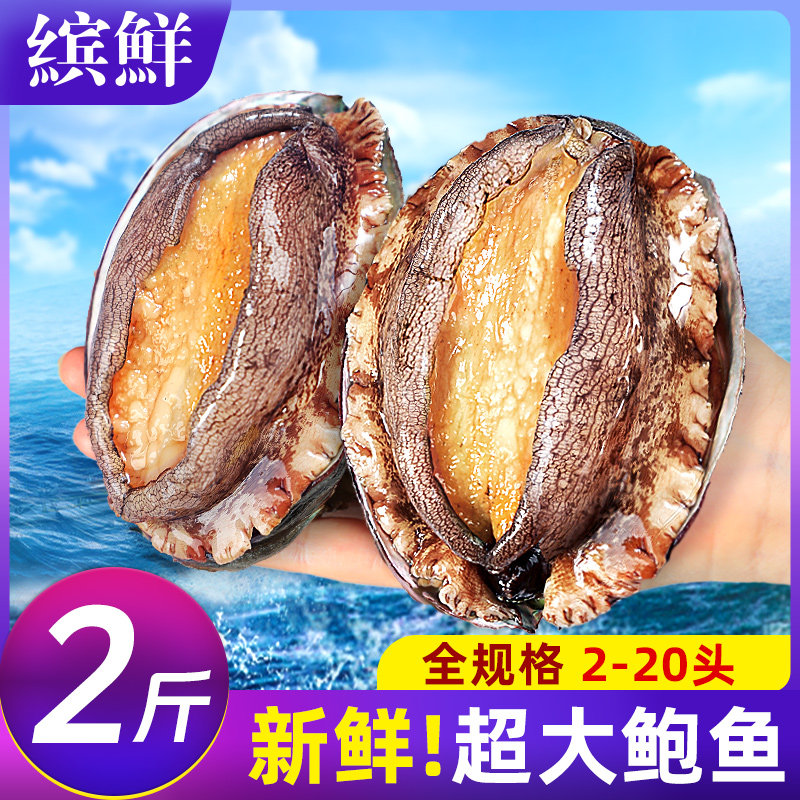 顺丰！极速发货特大鲍鱼鲜活新鲜