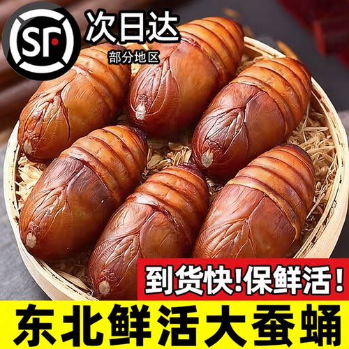 新鲜东北特产蚕蛹大个鲜活蚕蛹子