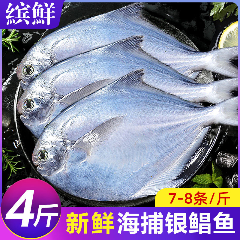 银鲳鱼新鲜冷冻海捕鲜活鲳鱼昌鱼白鱼平鱼鳊鱼海鱼海鲜水产非金鲳