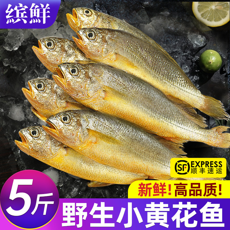 小黄鱼新鲜冷冻海鲜真正海鱼鲜活黄花鱼生鲜冰鲜深海水产商用烧烤