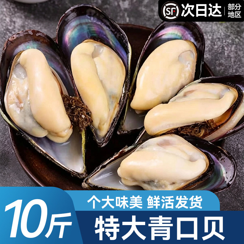 青口贝鲜活特大青口贝新鲜大海虹肉淡菜贻贝海鲜贝类水产顺丰包邮图片