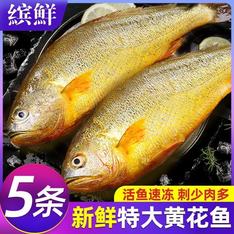 缤鲜深海黄花鱼特大新鲜海捕大黄鱼速冻深海水产海鱼整箱批发