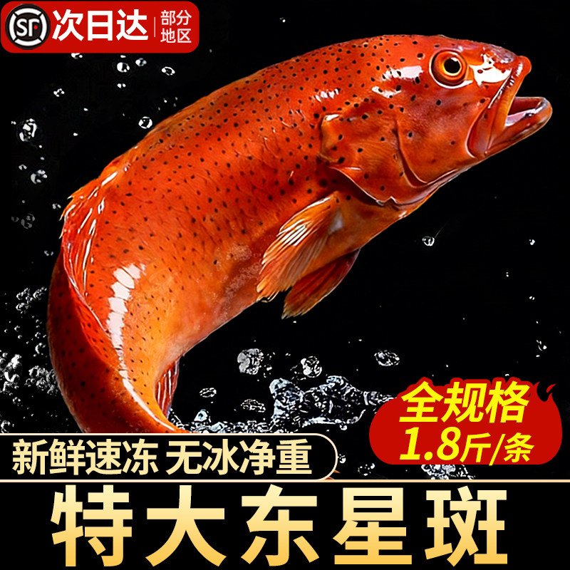 特大东星斑新鲜活冻多规格可选