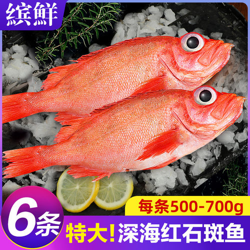 鲜活红石斑鱼超大富贵鱼顺丰包邮