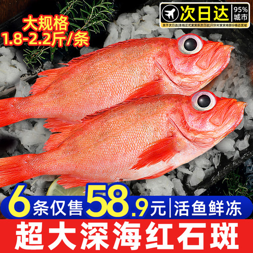 超大深海石斑鱼全国顺丰包邮！