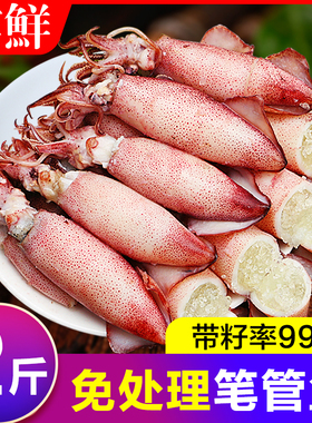 满籽墨鱼仔海兔子新鲜海兔鲜活带籽笔管鱼大乌贼籽乌鱿鱼海鲜水产