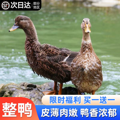 鸭子整只新鲜老鸭子生鲜速冻包邮
