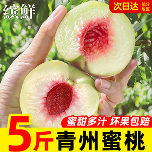 正宗山东青州蜜桃新鲜水果脆甜当季 水桃子小脆桃黄桃10斤整箱 应季