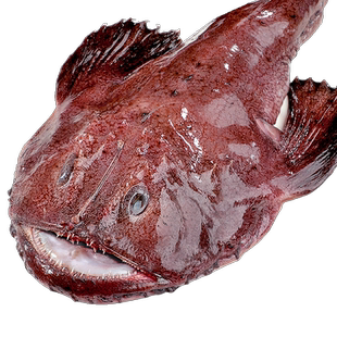 安康鱼新鲜蛤蟆鱼魔鬼鱼鲜活深海鱼大嘴鱼无小刺鱼肝鱼肚海鲜水产