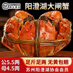 特大10只大闸蟹鲜活现货全母螃蟹苏州阳澄湖鲜河蟹顺丰礼盒 活蟹