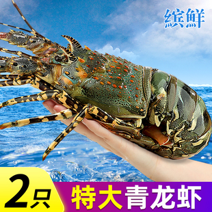 特大龙虾小青龙波士顿龙虾鲜活冷冻澳龙龙虾澳洲花龙海鲜水产礼盒