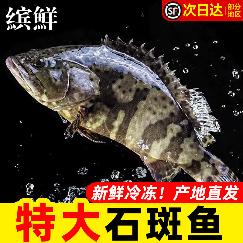 特大深海石斑鱼鲜活速冻