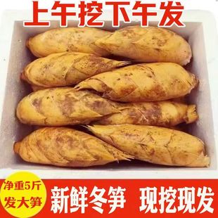 浙江冬笋新鲜现挖现发时令蔬菜鲜笋竹笋毛笋黄泥笋火锅配菜去老根