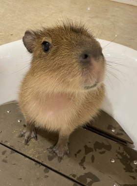 野生卡皮巴拉宠㓉勇敢可爱送闺蜜朋友礼物 下单自己走已打疫苗