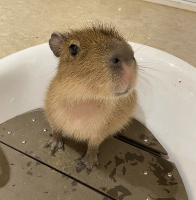 野生卡皮巴拉宠㓉勇敢可爱送闺蜜朋友礼物 下单自己走已打疫苗