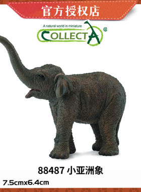 英国CollectA我你他仿真野生动物模型玩具大象幼崽88487 小亚洲象