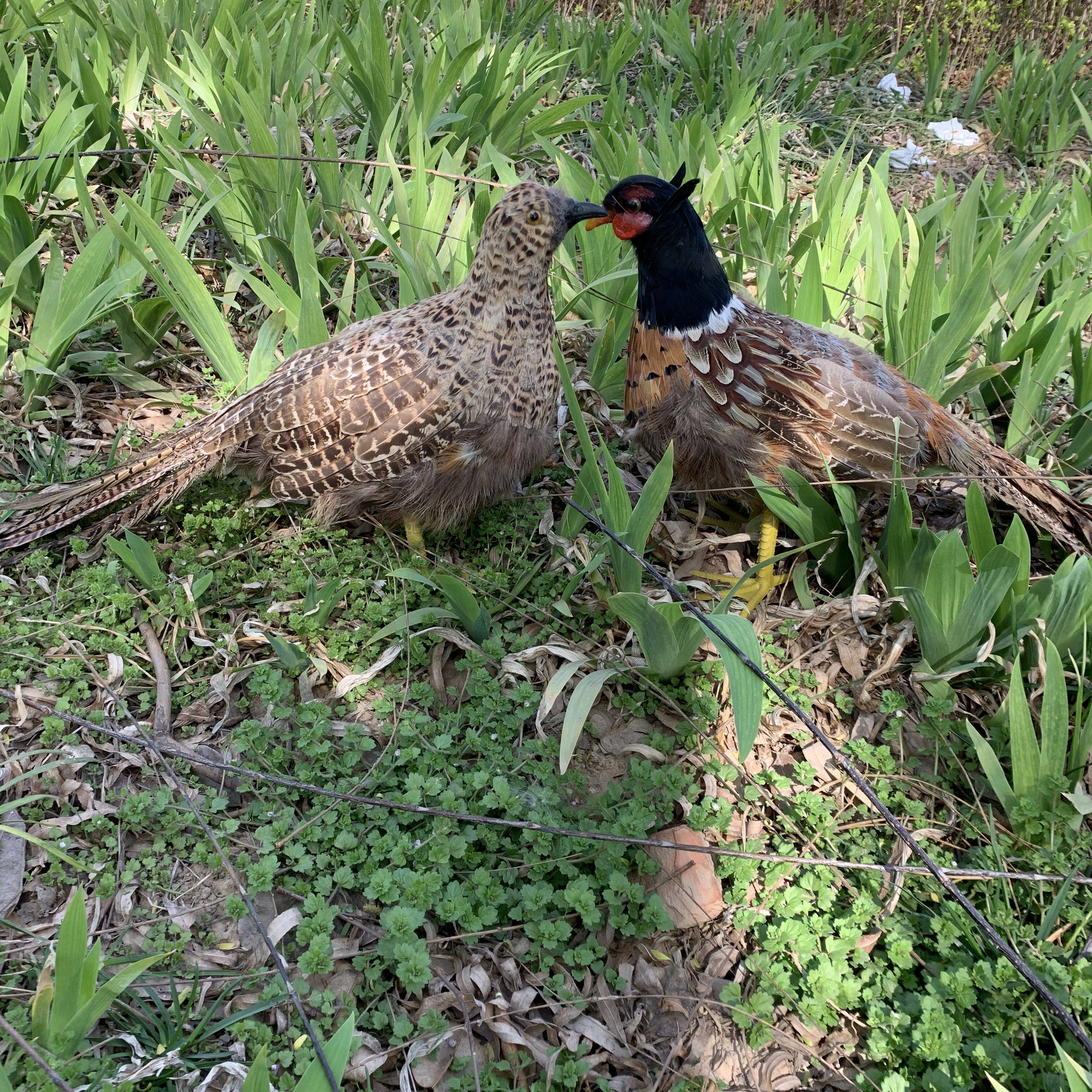 假鸡泡沫山鸡野鸡摄影道具羽毛