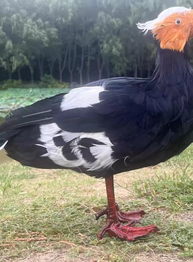 仿真赤嘴潜鸭摆件花园装饰假山园艺动物摆件羽毛工艺摆演出道具