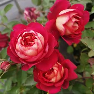 马萨德医生月季花苗大花玫瑰阳台花园庭院盆栽花卉绿植