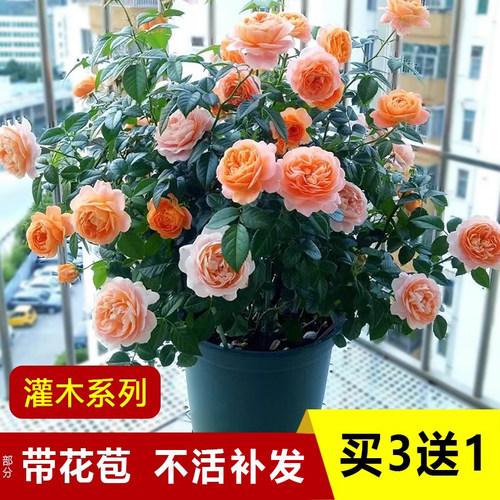 果汁阳台阳台灌木玫瑰月季花苗