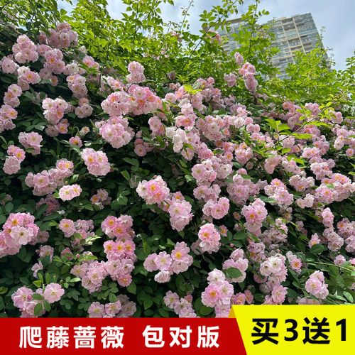 包对版，品质保证