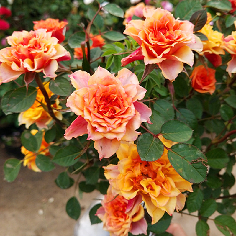 微月比基尼经典复古色月季阳台庭院勤花多头四季开花玫瑰盆栽