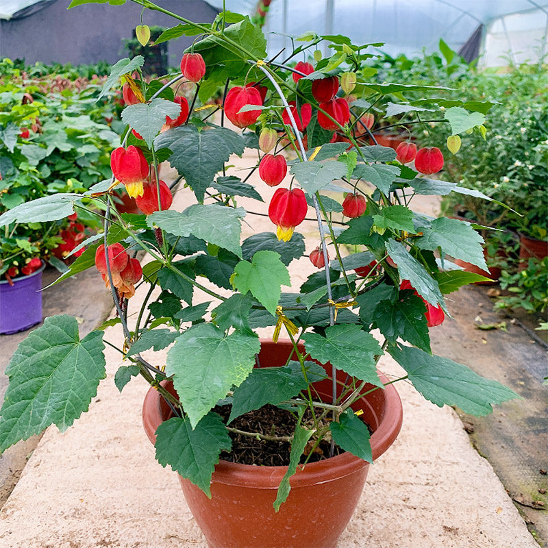 灯笼花藤本爬藤植物盆栽风铃花室内外庭院围墙观花绿植多季开花苗