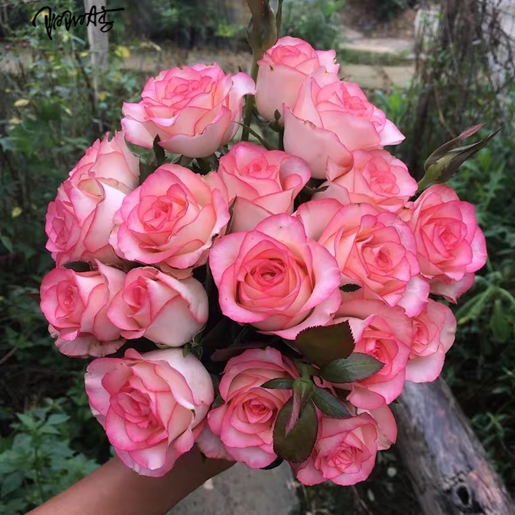 玫瑰阳台庭院盆栽月季花苗新品