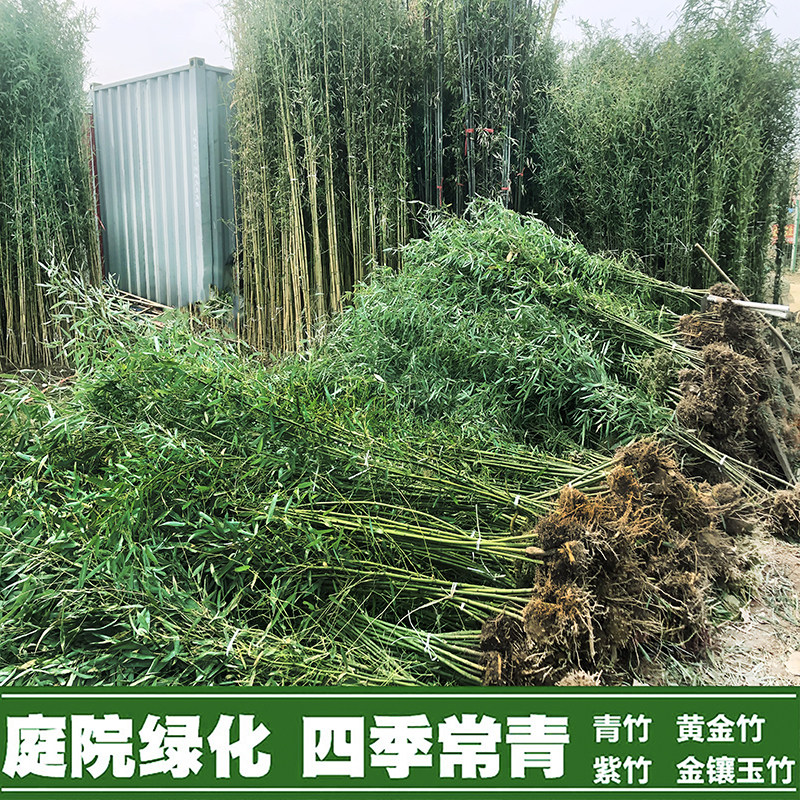 竹子苗庭院户外金镶玉盆栽大小黄金竹罗汉竹地栽绿化植物耐寒