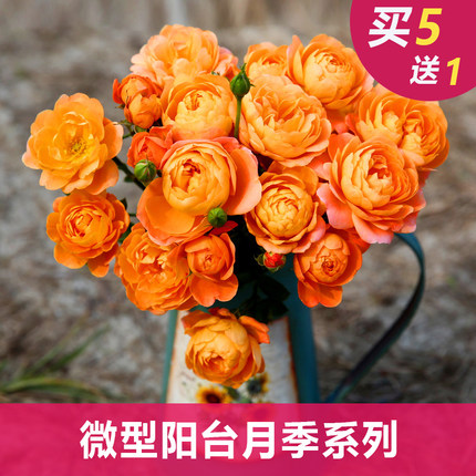 微型月季花灌木大花微月花园庭院阳台丰花月季玫瑰花盆栽果汁