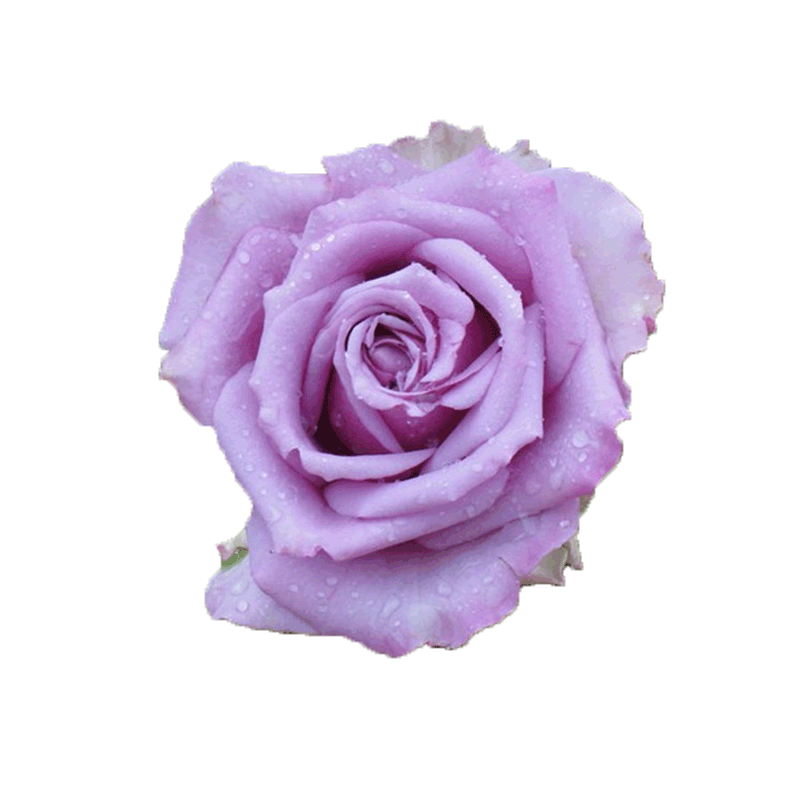 庭院爬藤阳台月季花苗