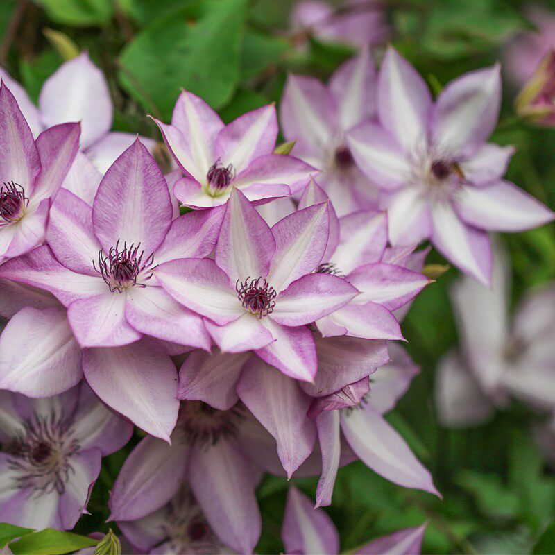 乌托邦铁线莲花苗盆栽阳台爬藤花卉植物四季开花庭院花园围墙植物
