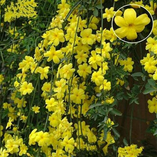 迎春花树苗垂吊攀援植物连翘