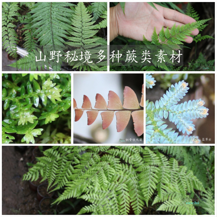 山野选集 贵州多种蕨类盆栽集合 造景植物素材喜阴易种
