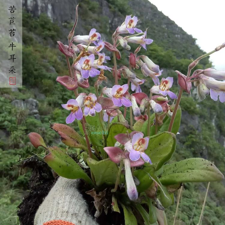 山野选集苦苣苔唇苣苔柱紫色贵州