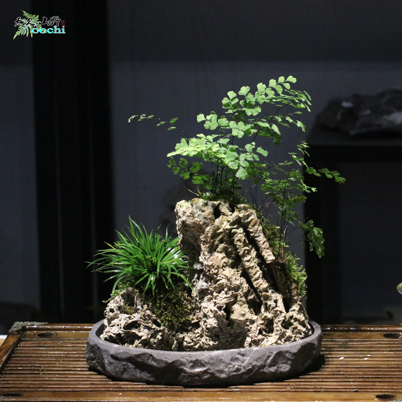 山野雅居 铁线蕨吸水石成品一物一拍菖蒲附生石茶室摆件喜阴植物