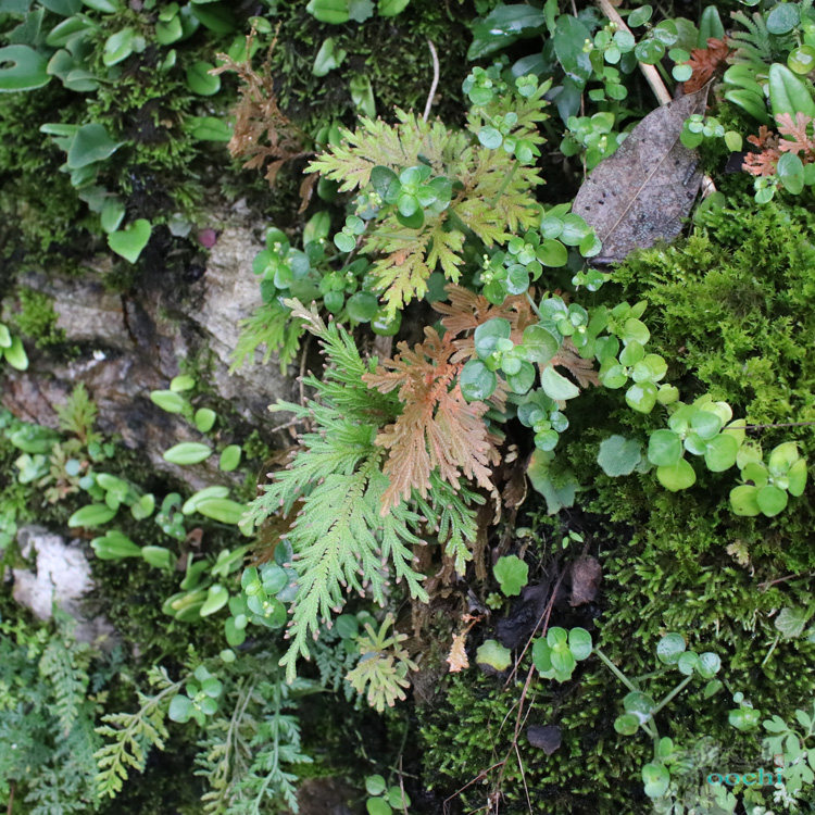山野选集【江南卷柏】喜荫小型地生岩生蕨类 雨林缸造景假山素材