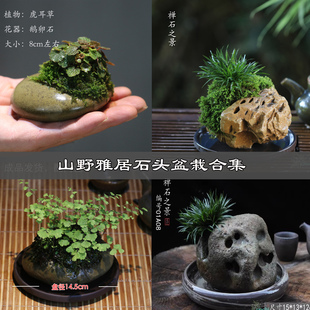 山野雅居 石头盆栽合集 铁线蕨虎耳菖蒲喜阴植物鹅卵石趣茶桌盆景