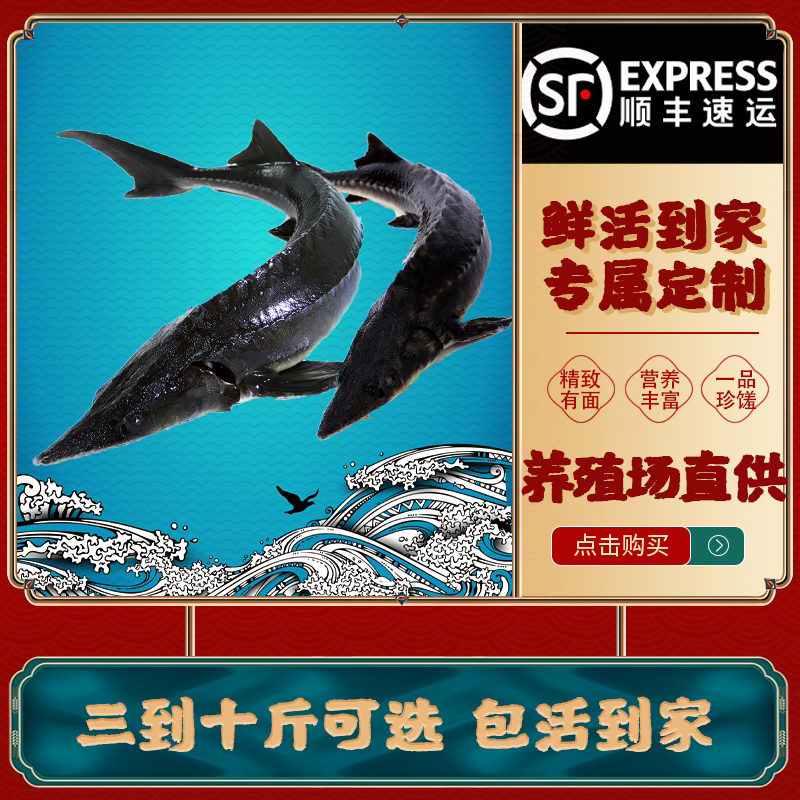 鲟龙鱼食用鲟鱼中华活鱼生鲜整条淡水鱼类